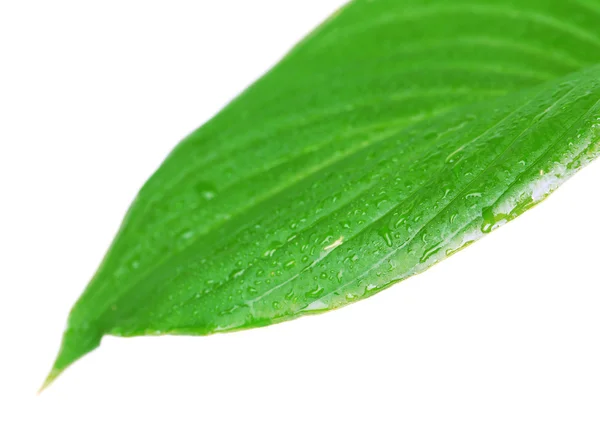 Frisches grünes Blatt — Stockfoto