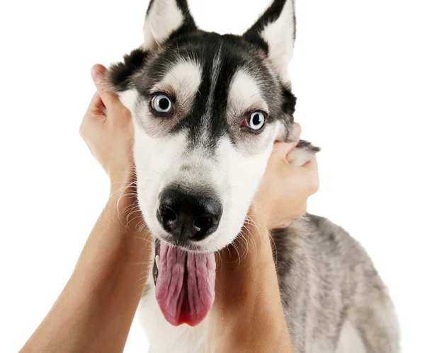 Male hands holding dog face — Stock Photo, Image