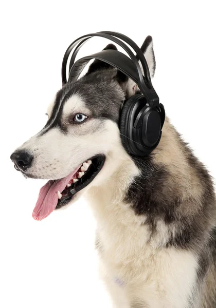 美丽的哈士奇狗戴着耳机 — 图库照片