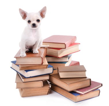 Chihuahua köpek kitap yığını