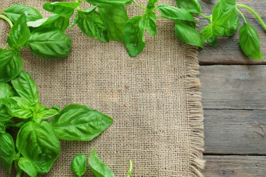 Yeşil taze fesleğen