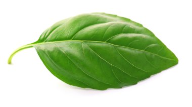 Yeşil taze fesleğen