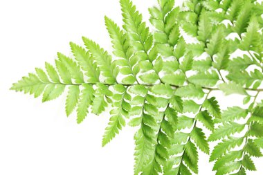 Yeşil yaprakları, portre