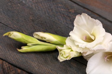 Ahşap arka plan üzerinde güzel Glayöl