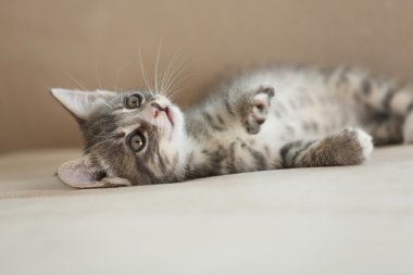Evde kanepe üzerinde Gri kedi yavrusu