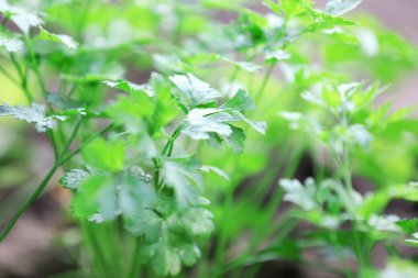 taze yeşil maydanoz