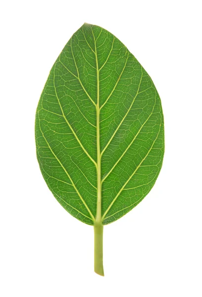Folha de árvore isolada — Fotografia de Stock