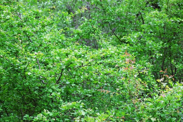 숲에서 아름 다운 나무 — 스톡 사진