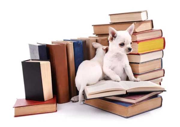 Câini Chihuahua pe o grămadă de cărți — Fotografie, imagine de stoc