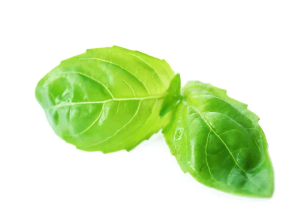 Green fresh basil — Stock Photo, Image