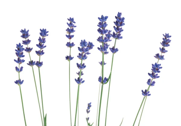 Bellissimi fiori di lavanda — Foto Stock