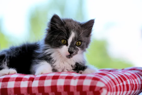 Cute gray kitten on windowsill at home — Stock Photo, Image