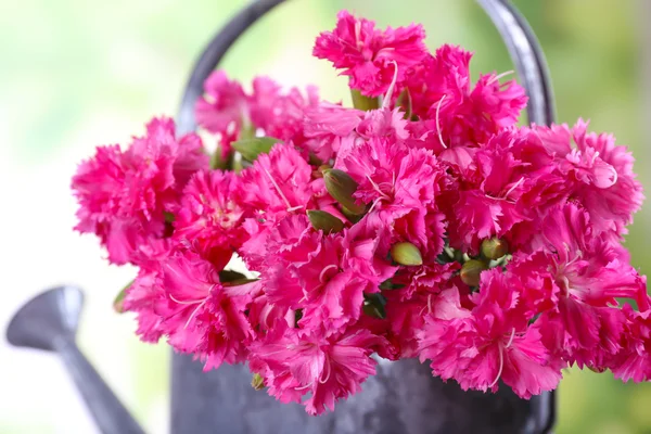 Beautiful bouquet of pink carnation in watering can on bright background — Stock Photo, Image