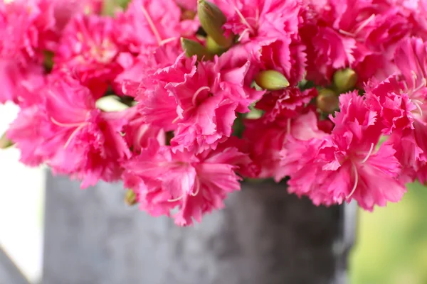 Hermoso ramo de clavel rosa en el riego puede cerrar — Foto de Stock