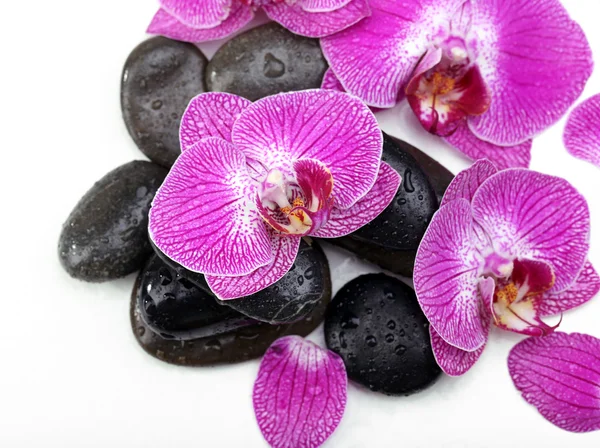 Фиолетовые орхидеи и камни дзен изолированы на белом — стоковое фото