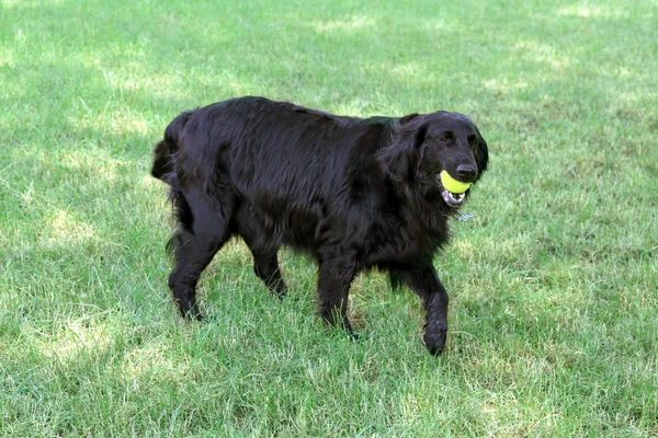 Игровая большая черная собака на зеленом фоне травы — стоковое фото
