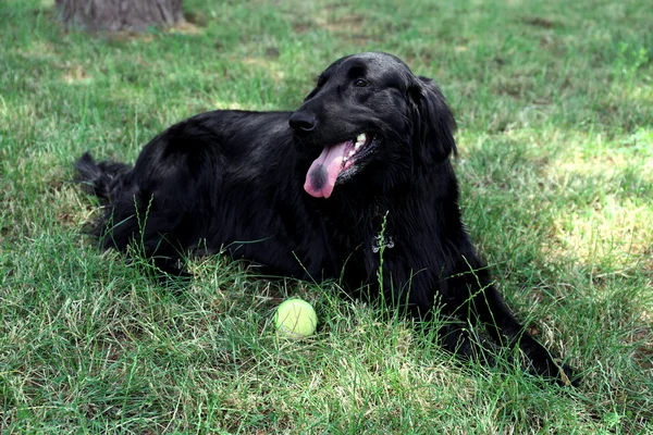 Большая чёрная собака с мячом на зелёном фоне — стоковое фото