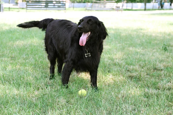 Stor svart hund med bollen över grönt gräs bakgrund — Stockfoto