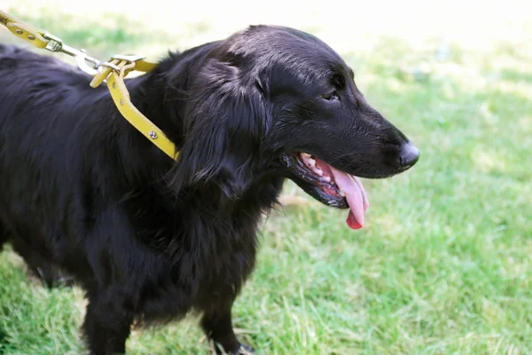 Портрет большой черной собаки с поводком на зеленом фоне травы — стоковое фото
