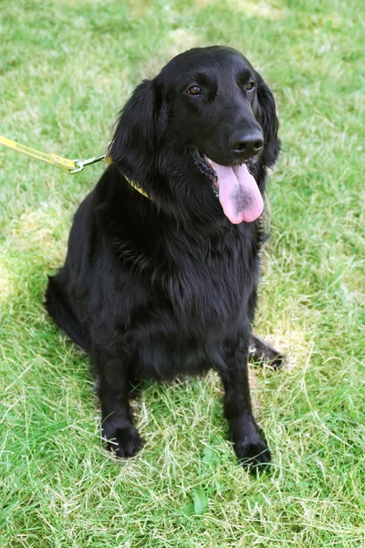 Πορτρέτο του μεγάλο μαύρο σκυλί με λουρί πέρα από το πράσινο γρασίδι υπόβαθρο — Φωτογραφία Αρχείου