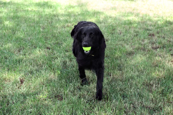 Большая черная собака играет с мячом на зеленом фоне травы — стоковое фото