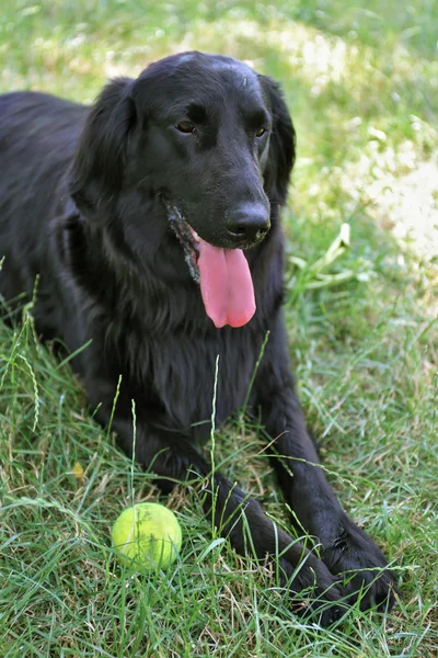 Potret anjing hitam besar dengan bola di atas latar belakang rumput hijau — Stok Foto