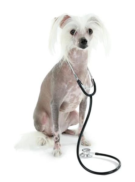 Hairless Chinese crested dog with stethoscope — Stock Photo, Image