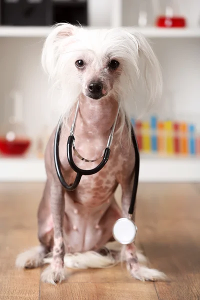 Hairless Chinese crested dog — Stock Photo, Image