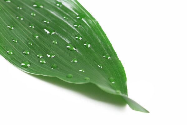 Зеленый лист с каплей
