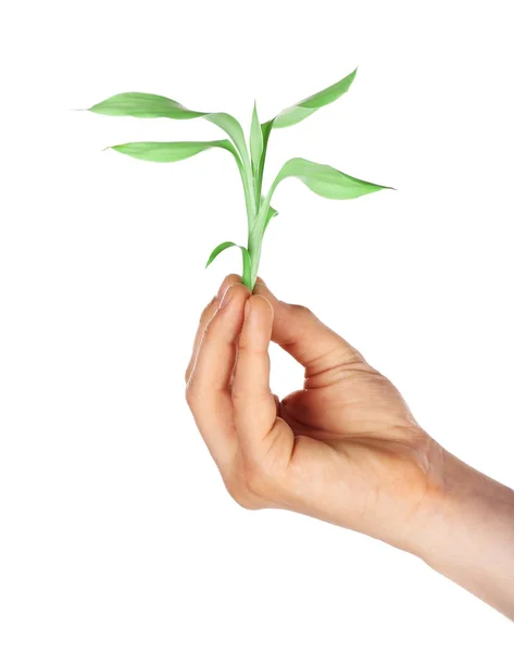 Male hand with green plant — Stock Photo, Image