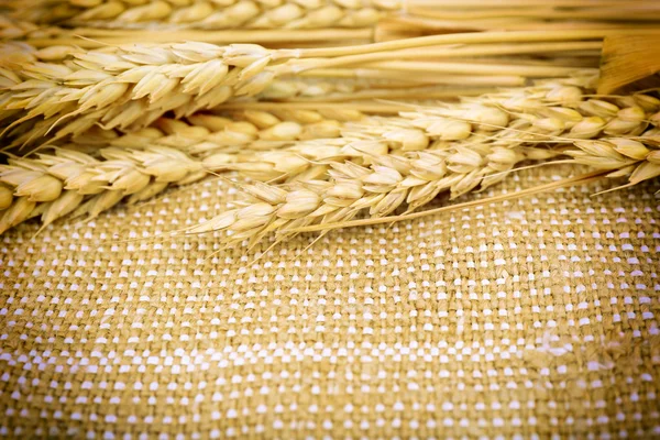 Spikelets on sackcloth background — Stock Photo, Image