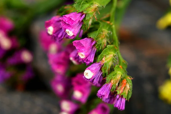 Hermosas flores silvestres de cerca —  Fotos de Stock