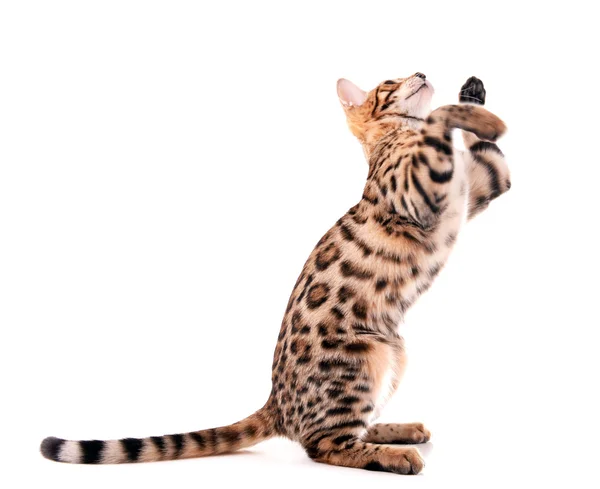 Beautiful Bengal kitten — Stock Photo, Image