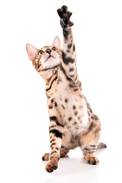 Beautiful Bengal kitten — Stock Photo, Image