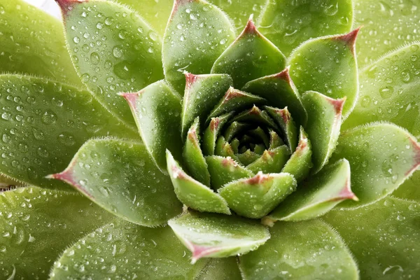 Güzel etli bitki — Stok fotoğraf