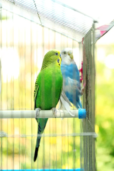 Schattig kleurrijke budgies in kooi — Stockfoto