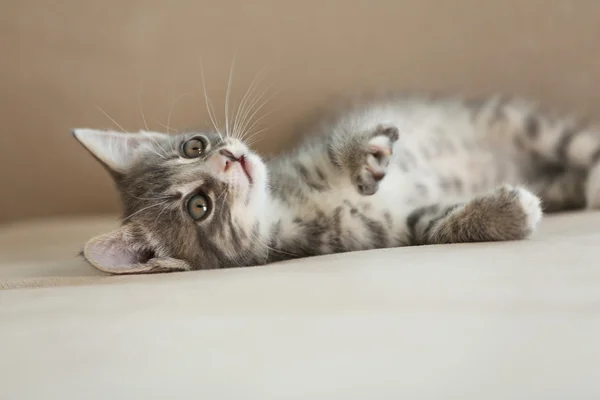 Gray kitten on sofa at home — Stock Photo, Image