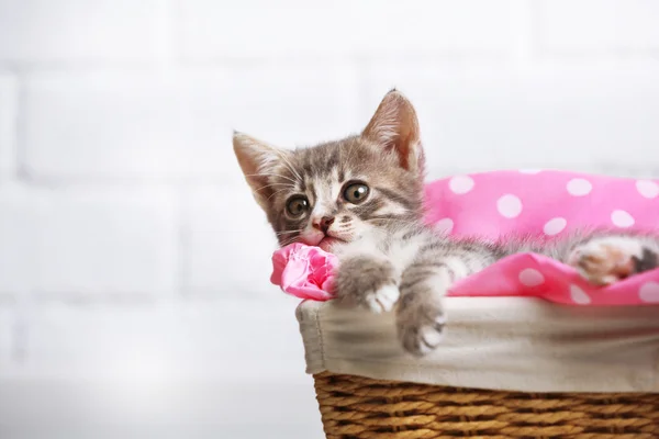 Carino gattino grigio — Foto Stock