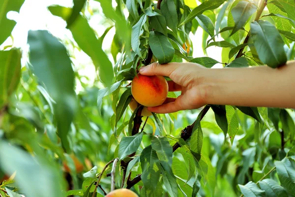 Female hand picking peach — Stock Photo, Image