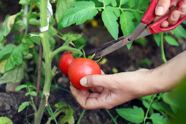 Ręka cięcia pomidorów — Zdjęcie stockowe