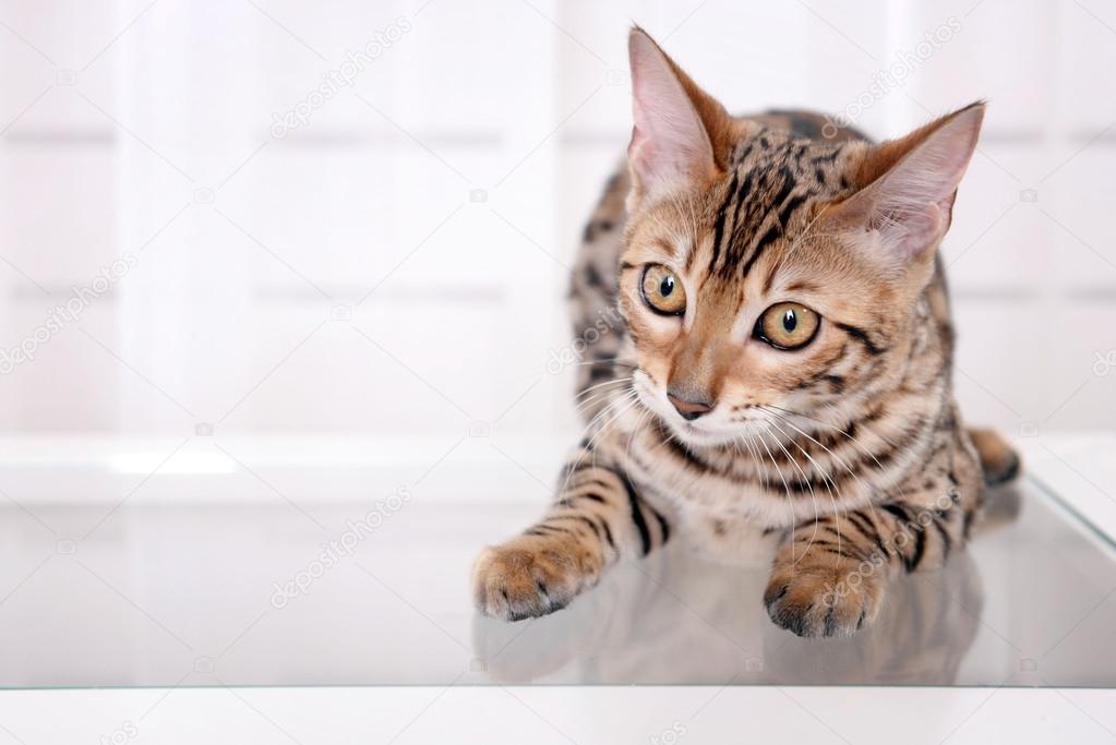 Beautiful Bengal kitten