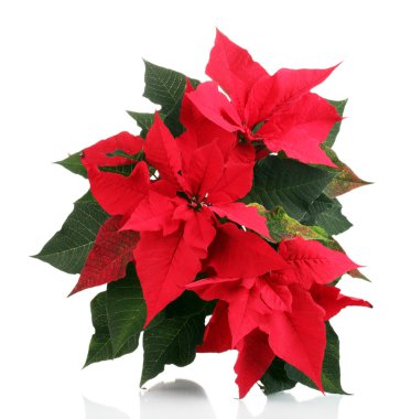 İzole güzel yılbaşı çiçeği