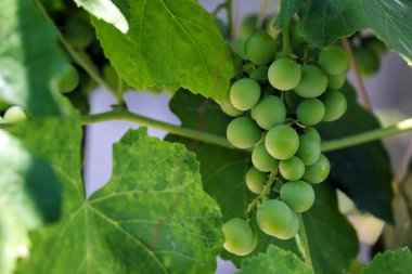 Yeşil üzüm Şubesi