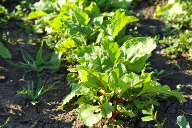 Bahçede büyüyen pancar ekimi