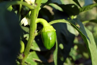 Bahçede büyüyen biber