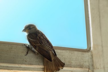 Minik Serçe penceresinde Kapat