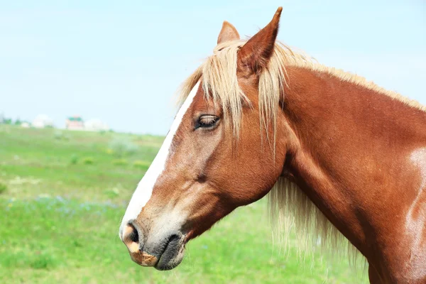 Häst som betar på ängen — Stockfoto