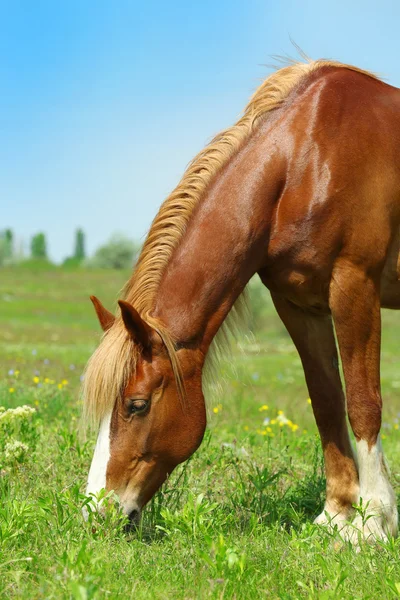 Pferd weidet auf Wiese — Stockfoto