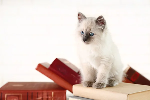 Söt liten katt med böcker — Stockfoto
