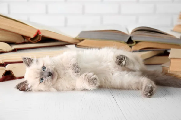 Niedliche kleine Katze mit Büchern — Stockfoto